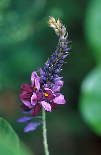 Flowering_kudzu